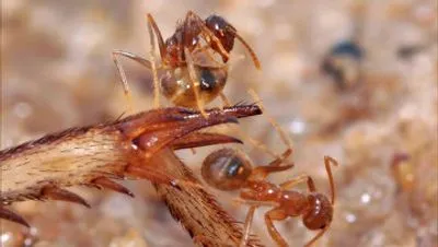 В Японии обнаружены муравьи, яд которых может привести к смерти