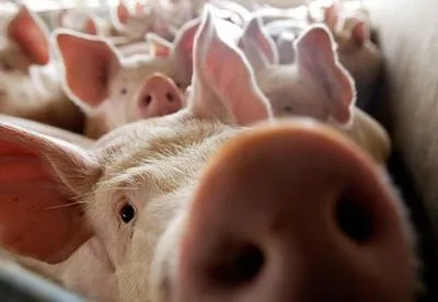 Фермери на Херсонщині отримали менше половини належних їм компенсацій за вилучених свиней