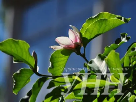 vdruge-za-rik-v-uzhgorodi-rozkvitla-magnoliya