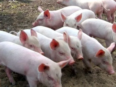 Збитки вітчизняного свинарства через АЧС досягли 200 млн грн