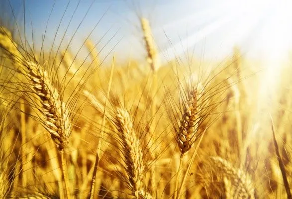Украина идет на рекорд по сбору урожая