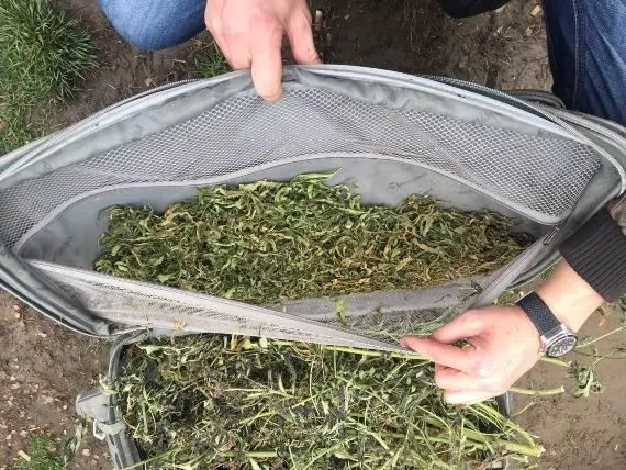 Полиция изъяла марихуаны на 2 млн грн у двух жителей Закарпатья