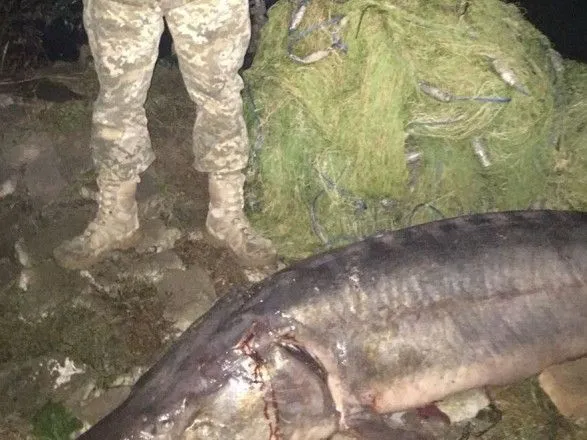 Пограничники задержали двух браконьеров с 100-килограммовой белугой