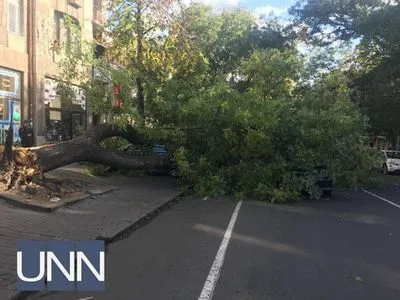 У центрі Одеси дерево перекрило рух автотранспорту