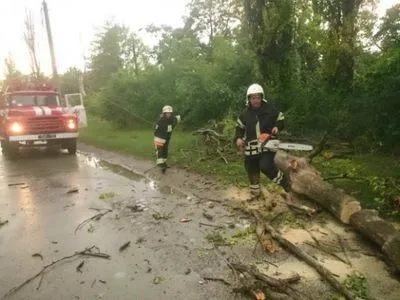 На Київщині повалене вітром дерево вбило жінку