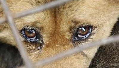 Мужчину в Львовской области будут судить за издевательства над собакой
