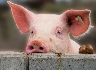 Чума свиней не відступає: в Україні зафіксовано черговий випадок АЧС