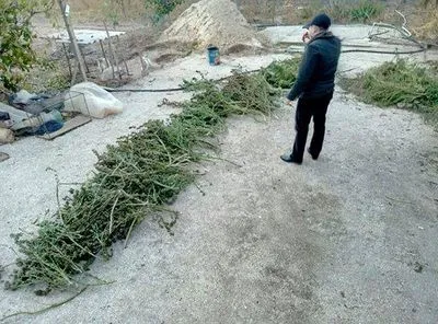 В Херсонской области изъяли марихуану на миллион гривен
