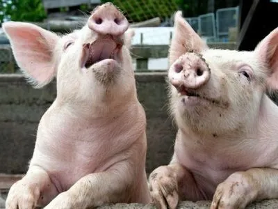 Cпалах чуми свиней зареєстровано на Рівненщині