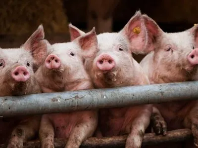 До Росії намагалися ввезти вісім центнерів зараженої свинини з України