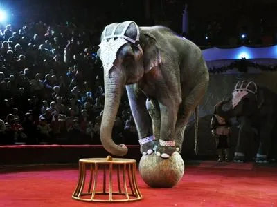 Киевсовет одобрил запрет передвижных цирков-шапито с животными