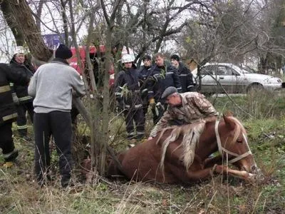 У Житомирі врятували коня, який впав у каналізаційний колодязь