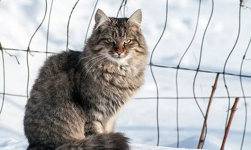 На Житомирщині скажений кіт покусав жінку