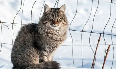 На Житомирщині скажений кіт покусав жінку