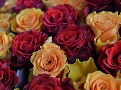 В Кропивницкому высадят 2,5 тыс. роз