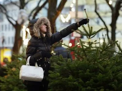 Праздник близится: в Житомире новогодние елки можно будет купить за 40 грн