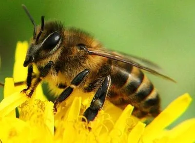 В ООН определили дату Всемирного дня пчел