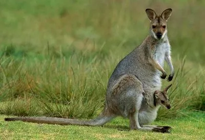 В зоопарке Ровно детеныш кенгуру впервые появился на людях