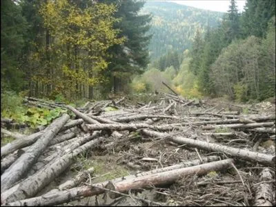 Президент дав уряду завдання взятися за розвиток лісів і захист заповідників