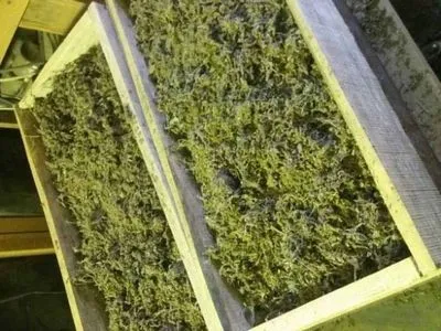У жителя Одесской области изъяли 70 кг марихуаны