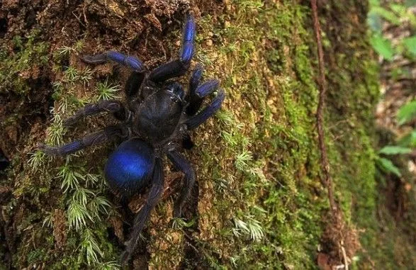 У лісах Гайани виявили раніше невідомих синіх тарантулів