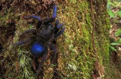 В лесах Гайаны обнаружили ранее неизвестных синих тарантулов