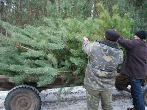 Размер штрафа за незаконную вырубку елок составляет около 1900 грн