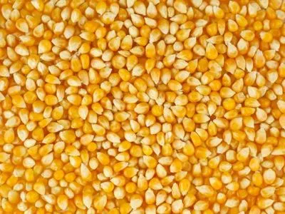 Аграрії вже намолотили майже 60 млн тонн зерна