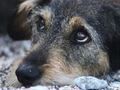 Под Широкиным террористы используют собак для "разминирования"