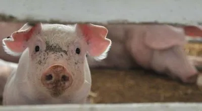 Білорусь обмежила ввезення свиней з чотирьох областей України