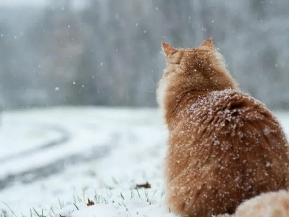 Сьогодні в Україні очікується дощ, сніг та вітер