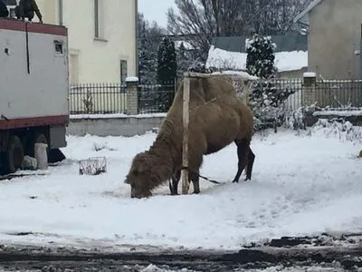 На Тернопільщині мандрівний цирк покинув верблюда на стадіоні