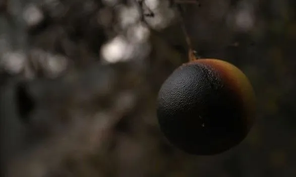 Масштабные пожары в Калифорнии уничтожили урожай авокадо