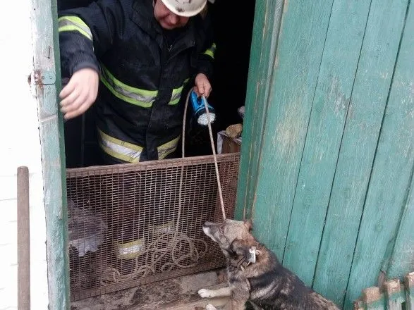 Рятувальники на Київщині витягнули собаку, який впав у погріб