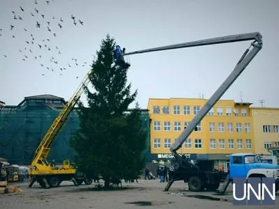 Родина з Ужгорода подарувала місту 15-метрову новорічну ялинку з власного подвір’я