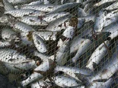 Рыбные браконьеры лишили государство 89 млн гривен