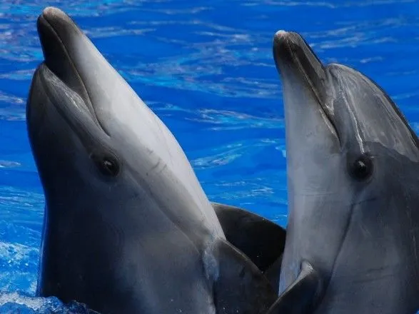 Во Львовской области дельфинов спасали от переохлаждения