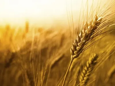 В пользу ГАК "Хлеб Украины" суды "отобрали" у зерновой корпорации уже пять предприятий