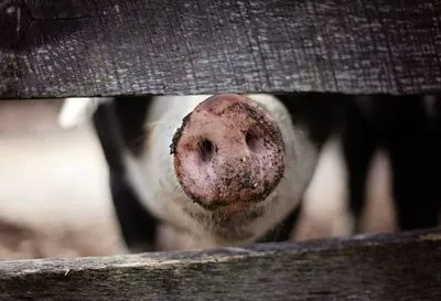 Селяне сокращают объемы продаж свиней на убой