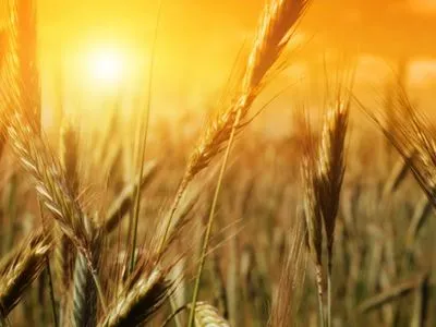 Україна з початку року експортувала понад 20 млн тонн зернових