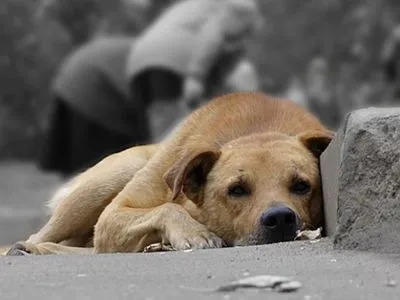 Киевляне призвали местные власти отправить всех бездомных собак в приют