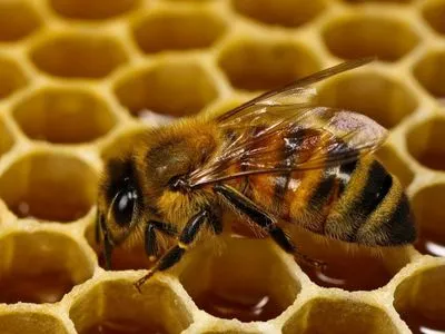 Україна встановила новий рекорд з експорту меду