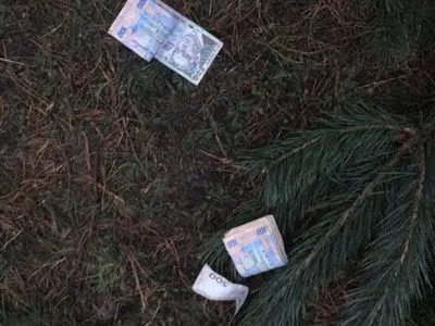 На Волыни задержали лесника за содействие реализации незаконно срубленных новогодних сосен