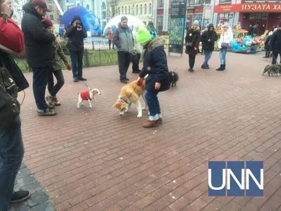 В столице прошел благотворительный марш собак
