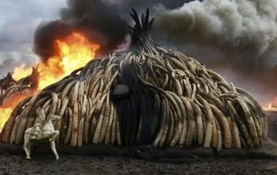У Китаї запрацювала заборона на торгівлю слоновою кісткою