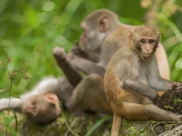 Из-за пожара в Бедфордширском сафари-парке умерли 13 обезьян