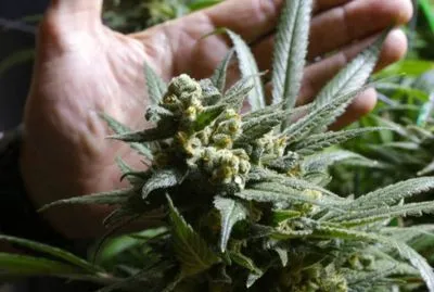 Австралія легалізувала експорт медичної марихуани