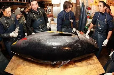 В Токио за 323 тысяч долларов США продан огромный голубой тунец