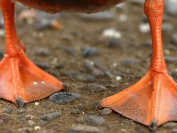 Школярі у США надрукували на 3D-принтері ногу для качки