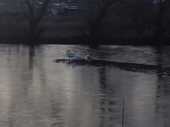 Лебеди в Кировоградской области попали в ледяную ловушку